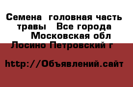 Семена (головная часть))) травы - Все города  »    . Московская обл.,Лосино-Петровский г.